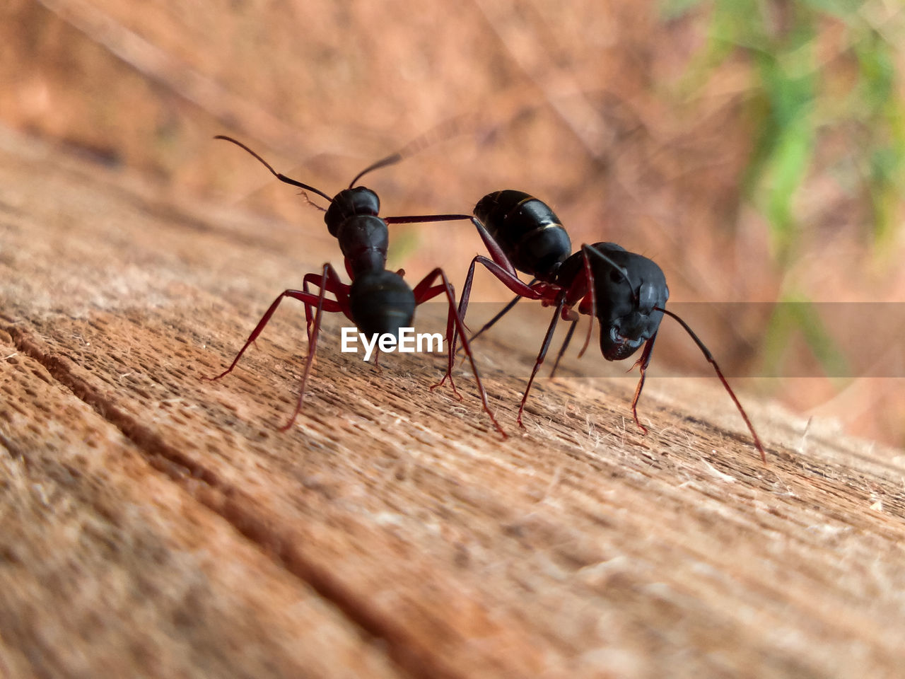 Close-up of ant on wood