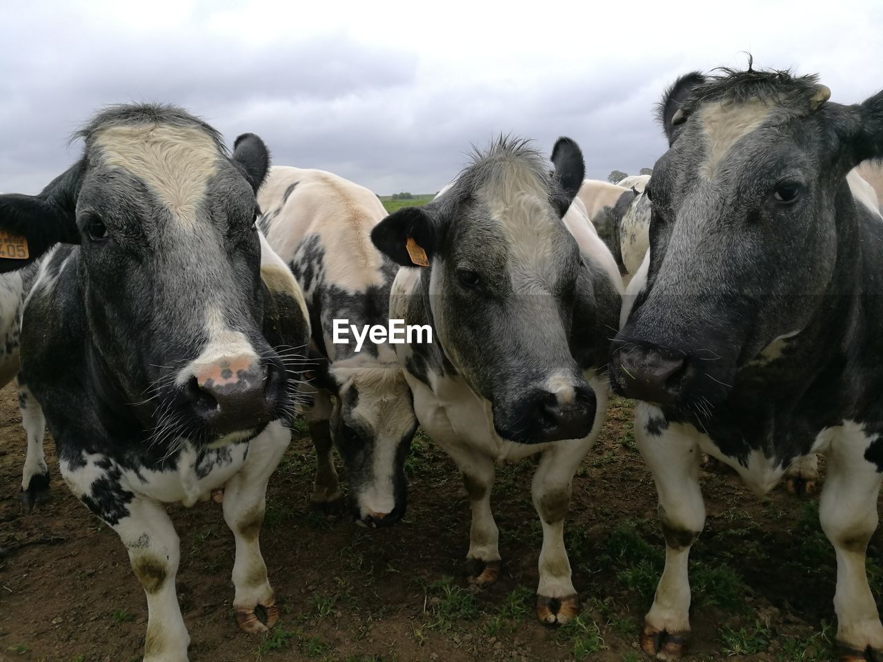 CLOSE-UP PORTRAIT OF COWS ON FIELD AGAINST SKY