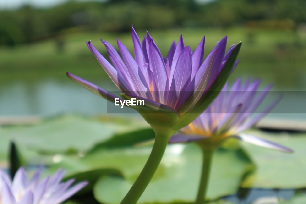 Close-up of purple water lily