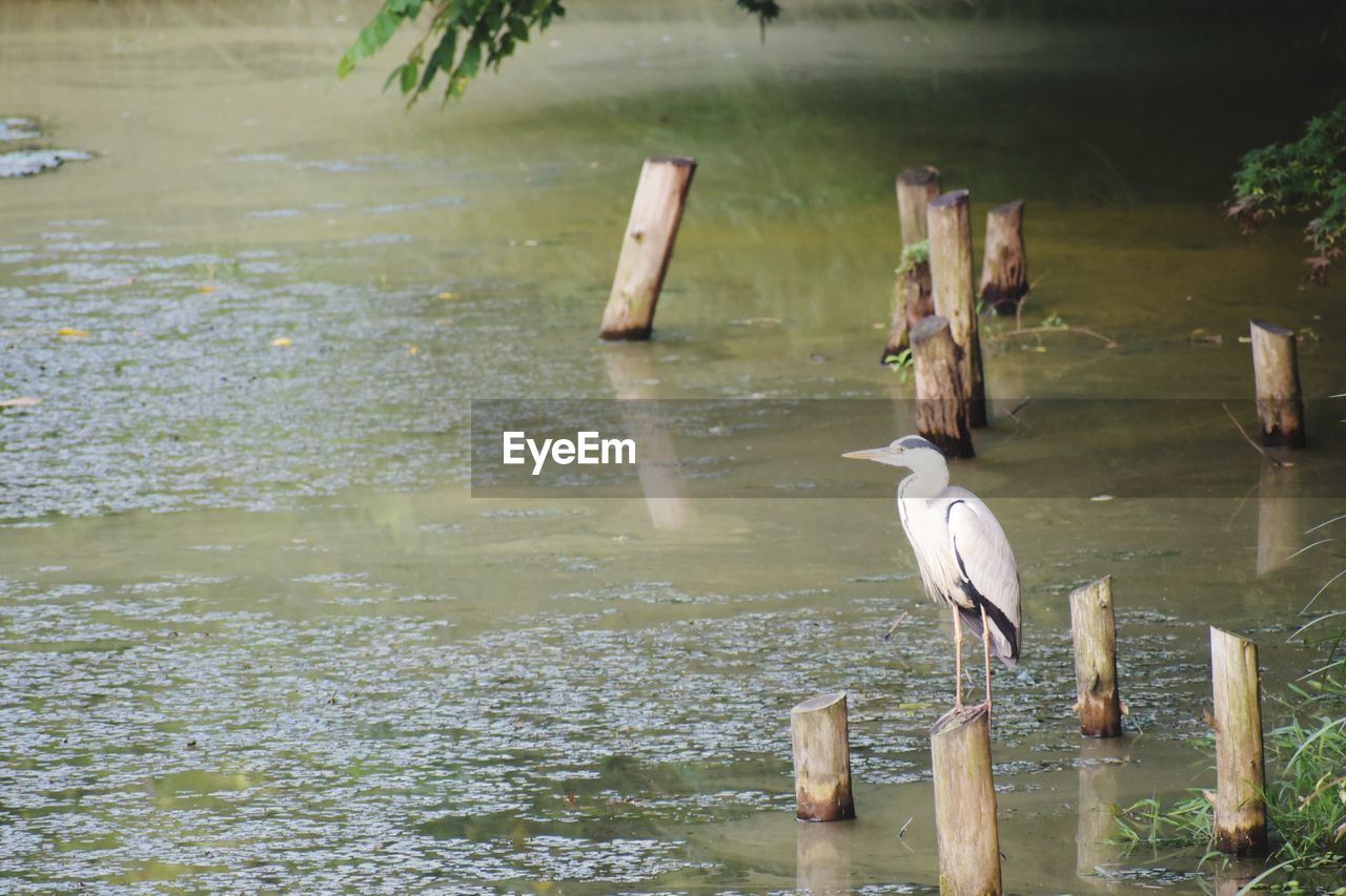 VIEW OF BIRD PERCHING ON WOODEN POST