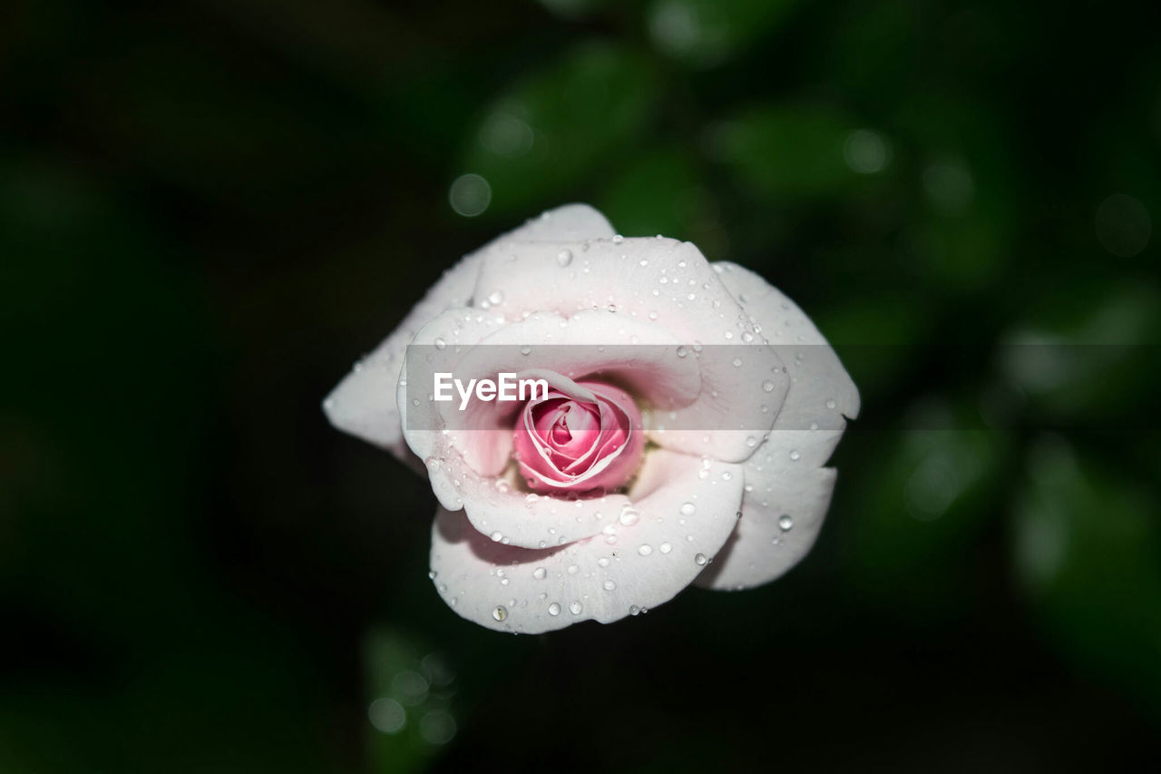 Close-up of wet rose blooming outdoors