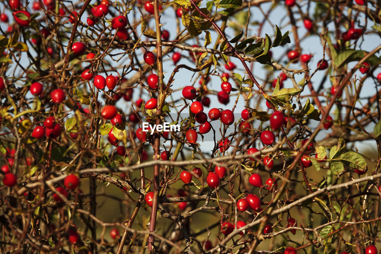 Rose hip hedge with leaves and blue sky in autumn
