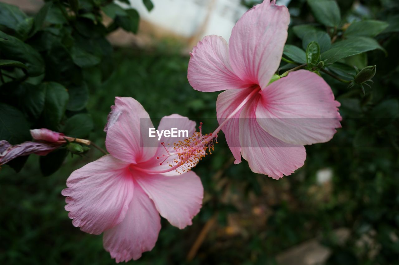 Close-up of pink hibiscuses blooming in park