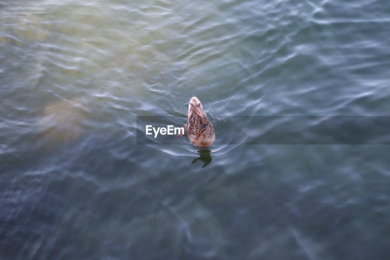 High angle view of duck swimming in lake