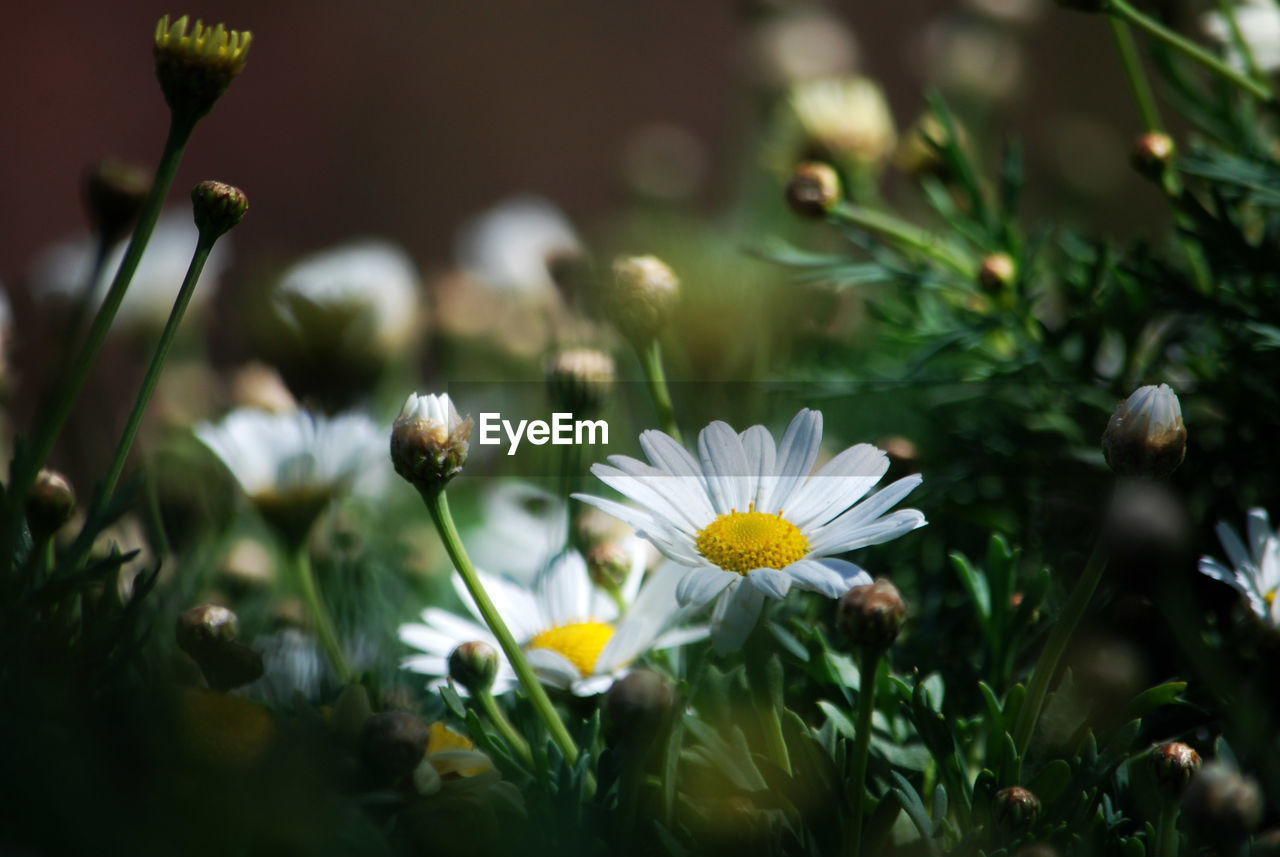 Close-up of white daisy flowers