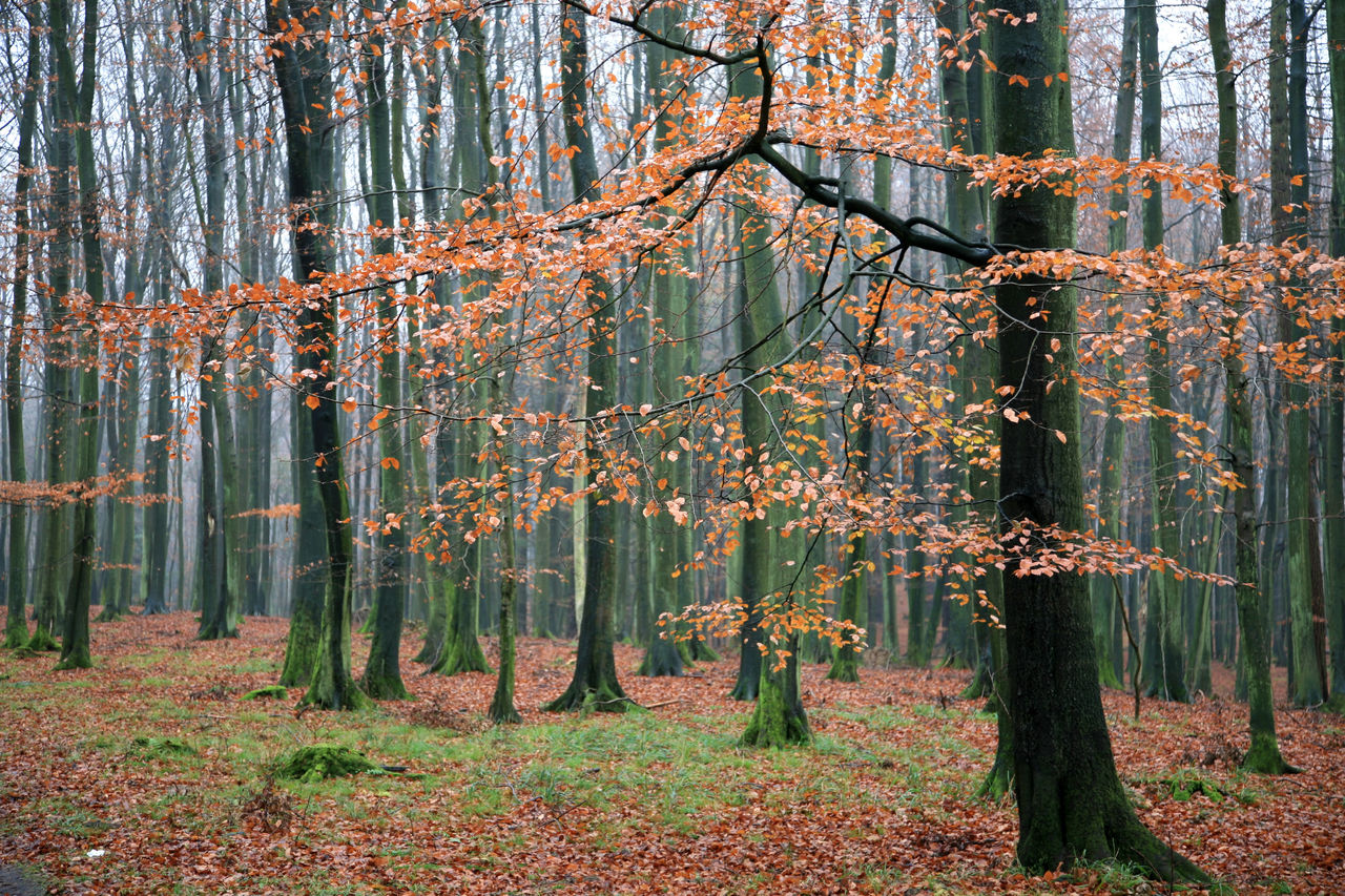 TREES IN FOREST DURING AUTUMN