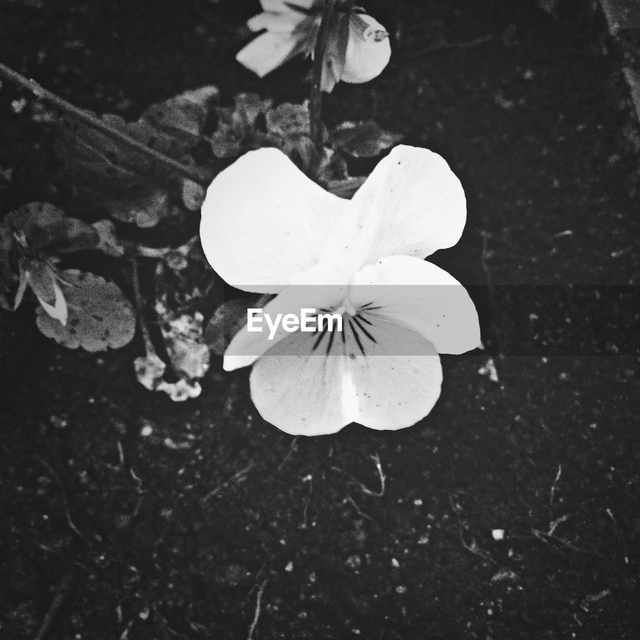 Directly above shot of flowers blooming in garden