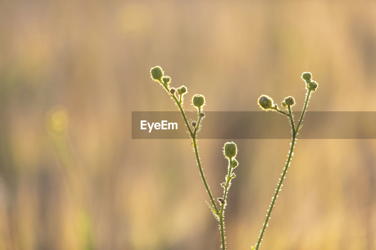 Close-up of wet plant