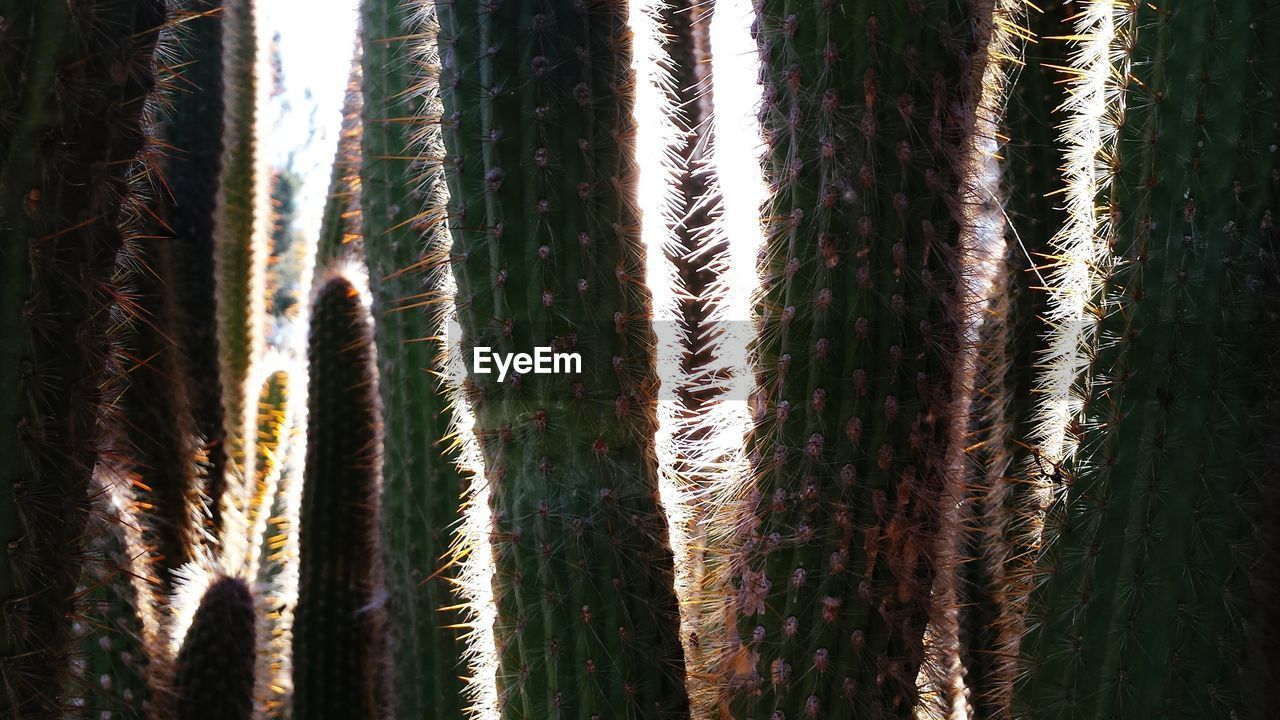 Full frame shot of cactus growing outdoors