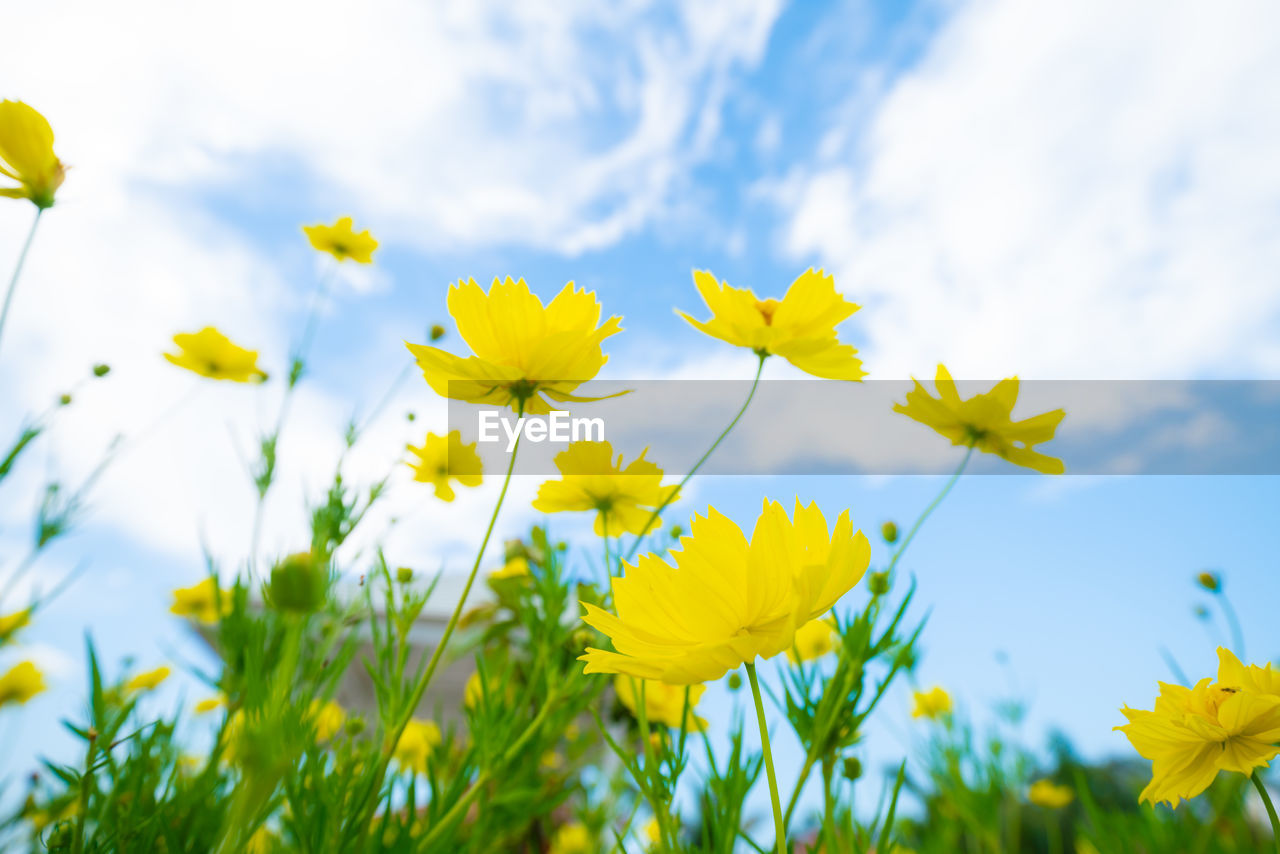 CLOSE-UP OF YELLOW FLOWERING PLANTS ON FIELD