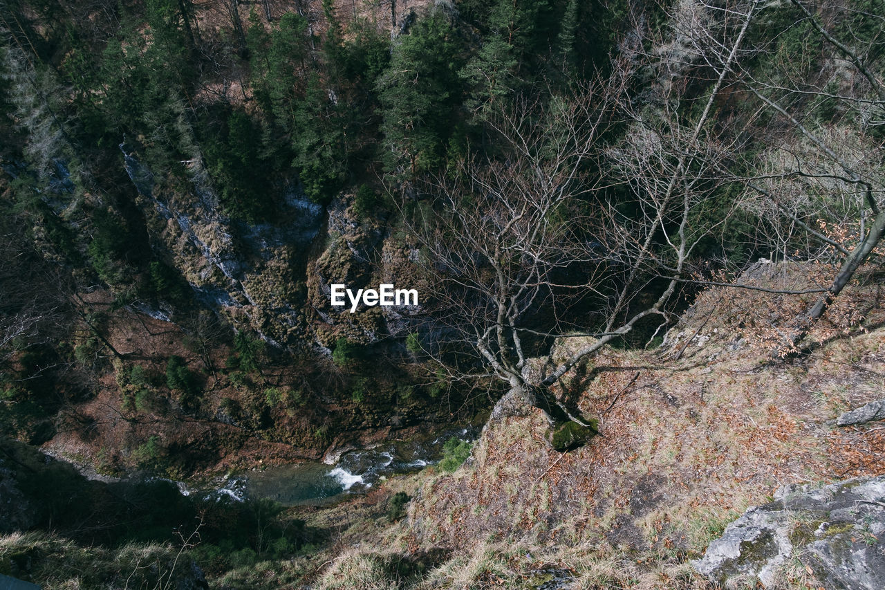 VIEW OF TREES ON ROCK