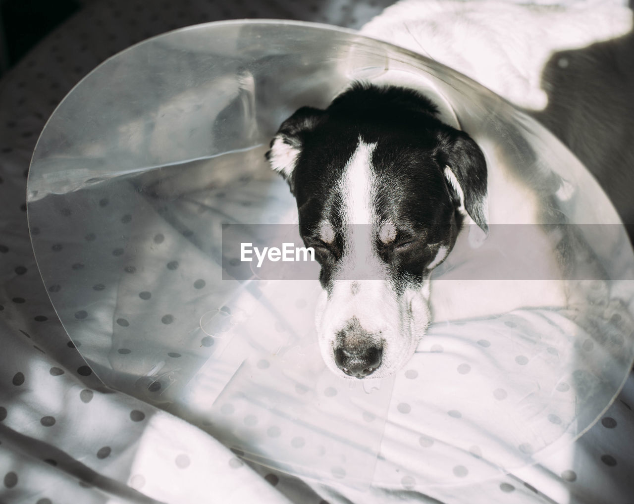 Sick labrador dog with elizabethan collar cone after surgical intervention lying in bed