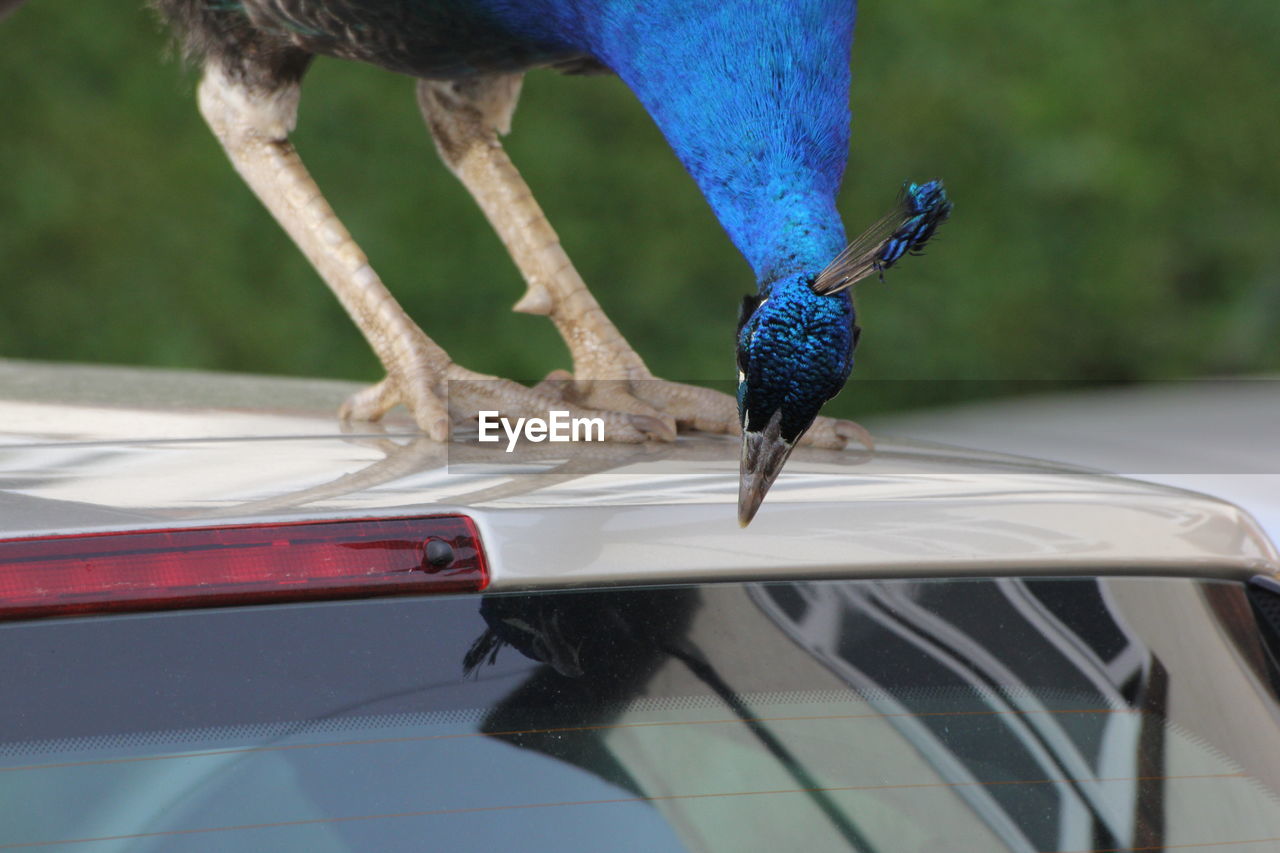 CLOSE-UP OF BIRD PERCHING ON LEAF