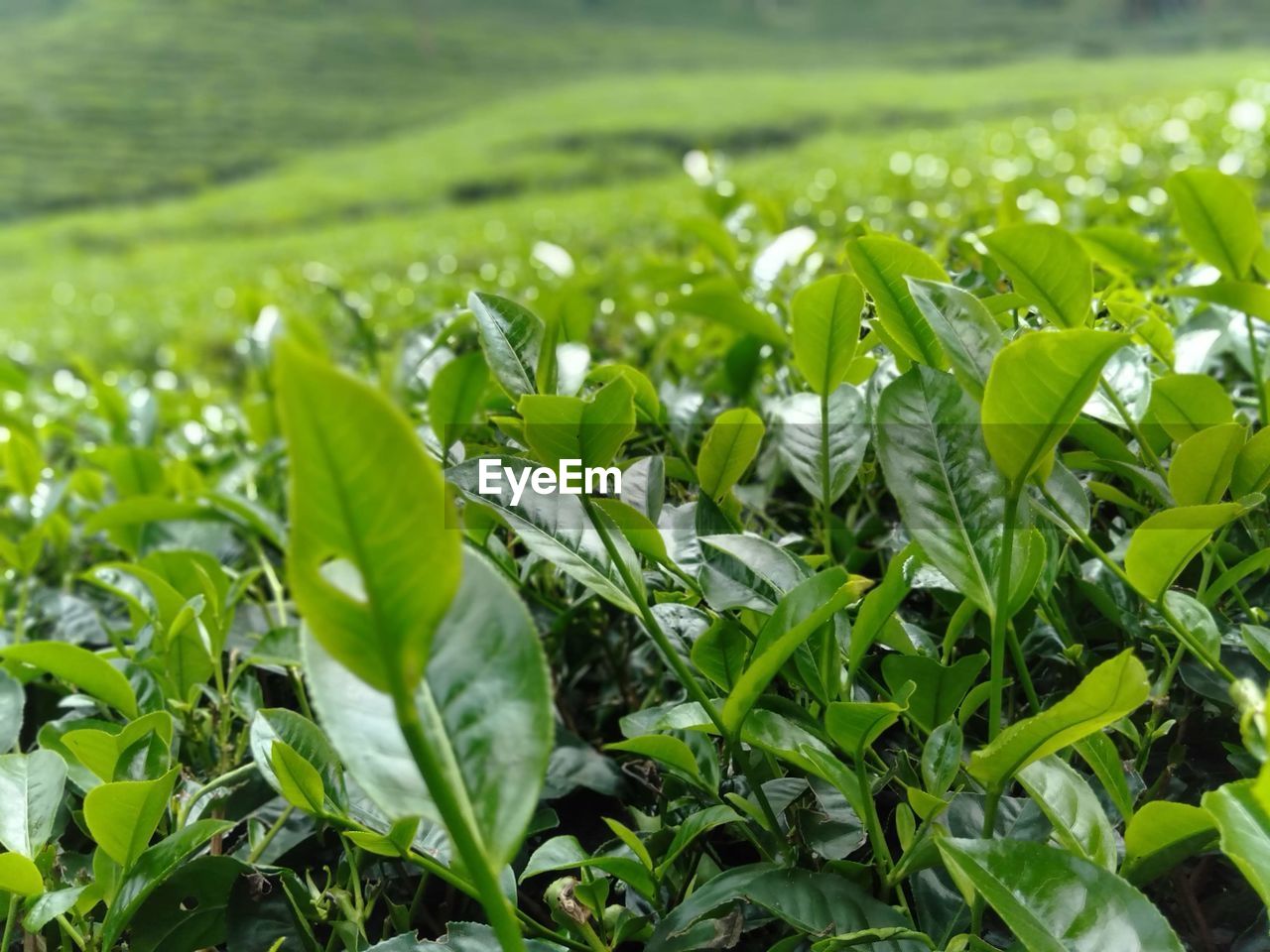 Close-up of tea plants growing on field