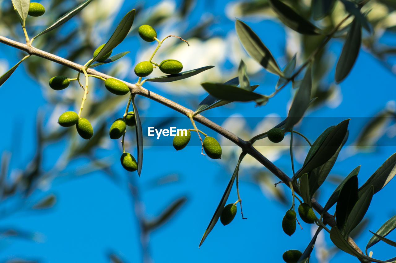 Low angle view of berries growing on tree