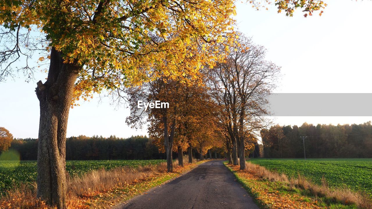 tree, plant, autumn, landscape, nature, road, beauty in nature, environment, the way forward, sky, rural scene, tranquility, land, scenics - nature, field, tranquil scene, no people, leaf, transportation, diminishing perspective, grass, growth, rural area, plant part, footpath, morning, agriculture, outdoors, non-urban scene, vanishing point, idyllic, day, dirt road, country road, tree trunk, treelined, trunk, dirt, single lane road, woodland, yellow, sunlight, orange color