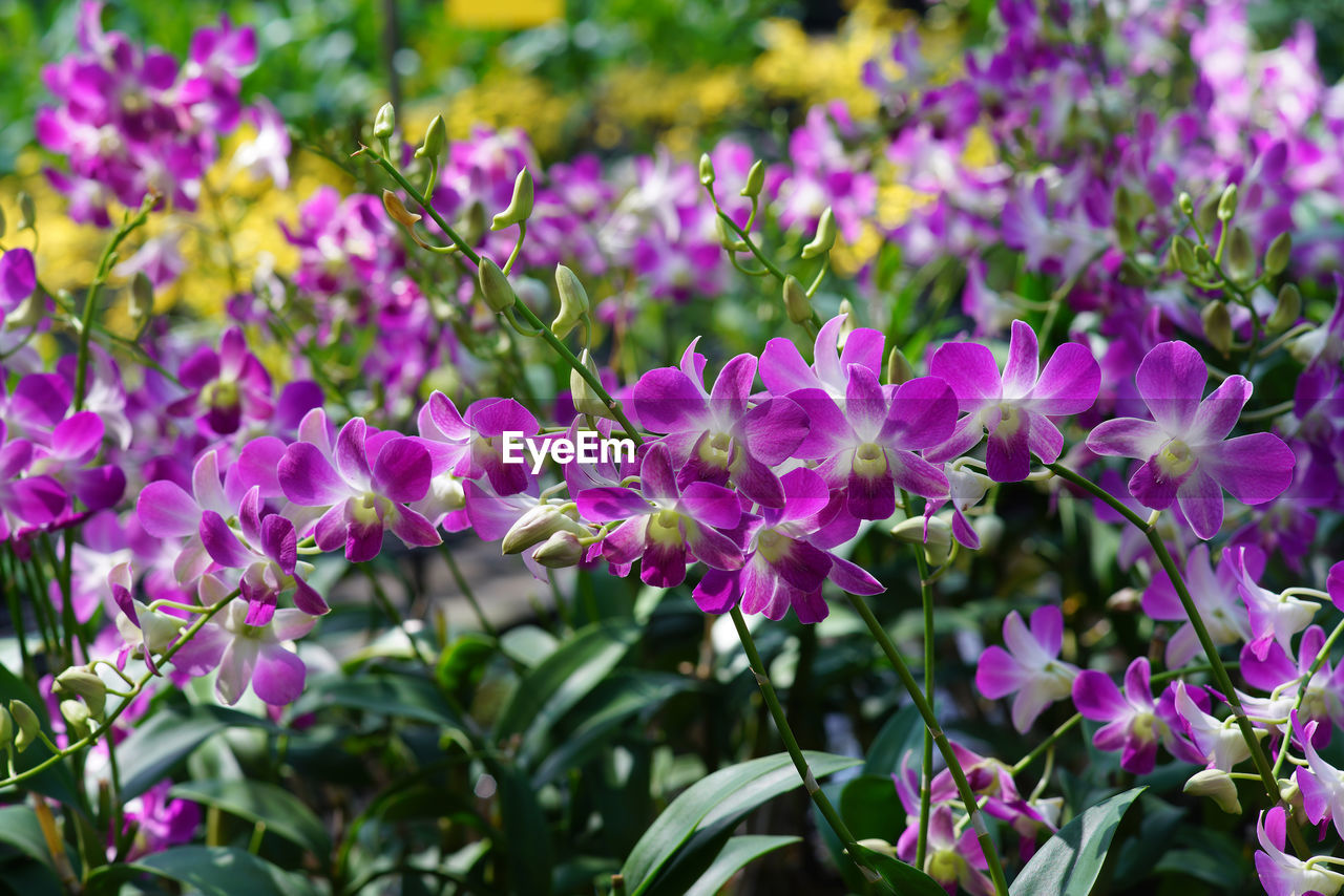 CLOSE-UP OF PURPLE FLOWERS BLOOMING IN PLANT