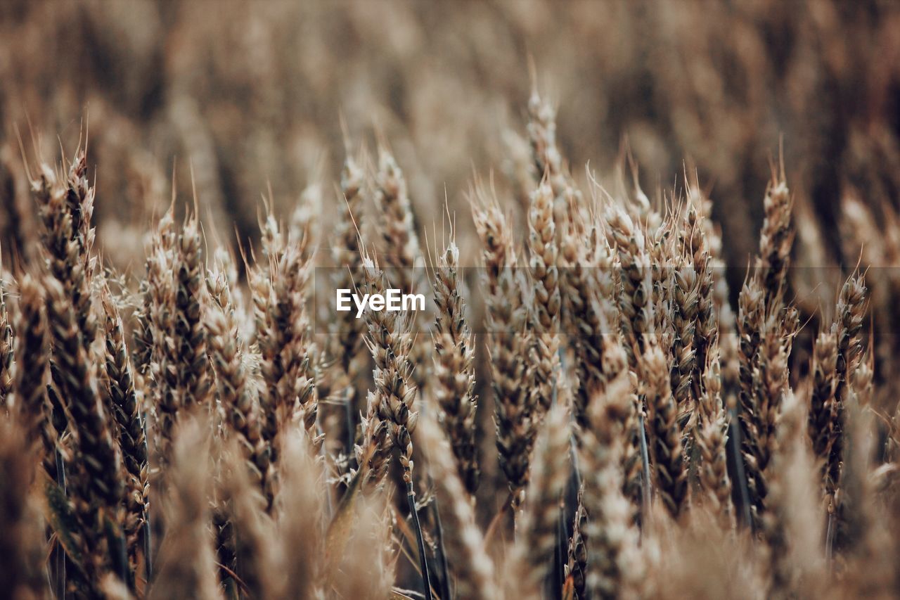 Close-up of wheat growing in field