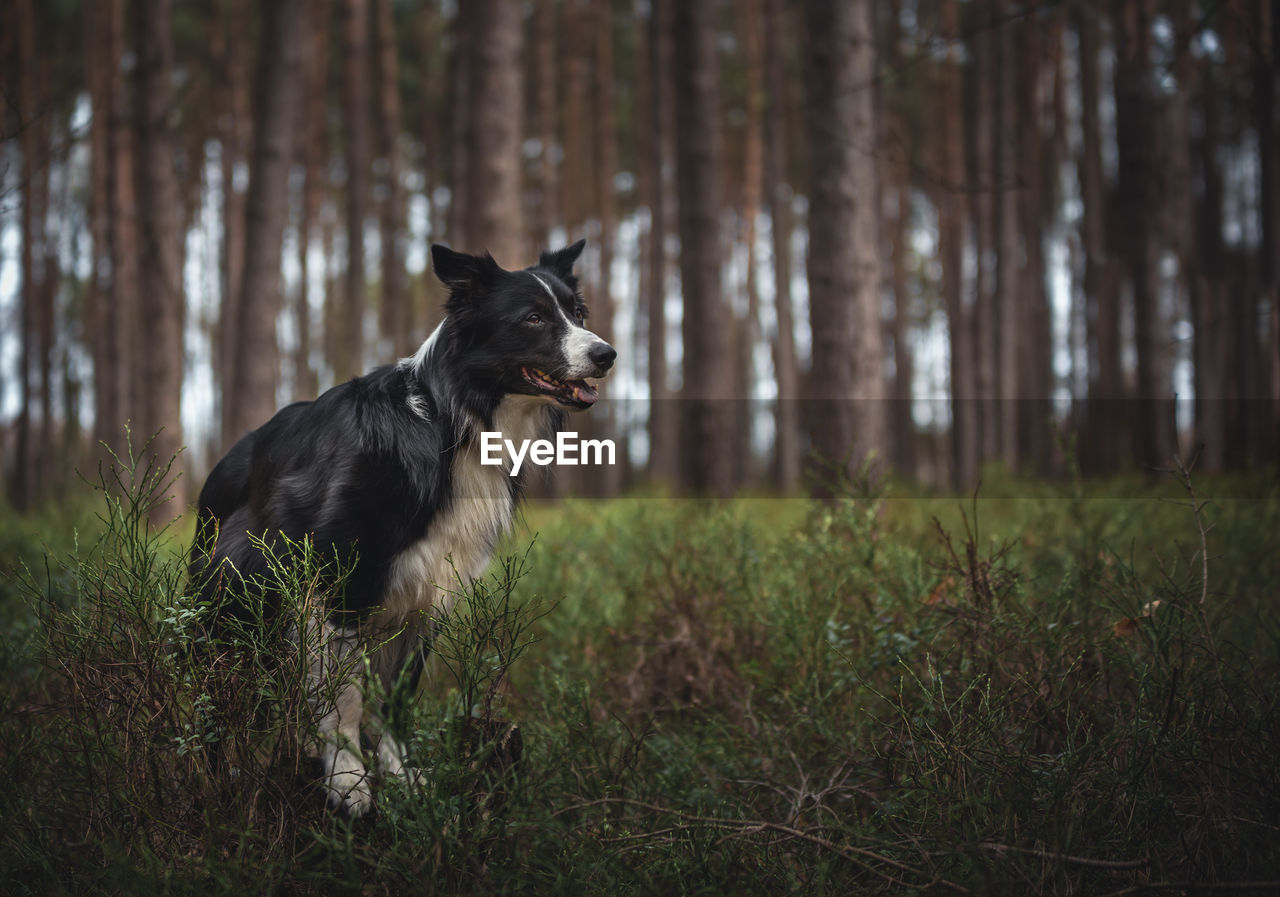 Border collie dog in a forest