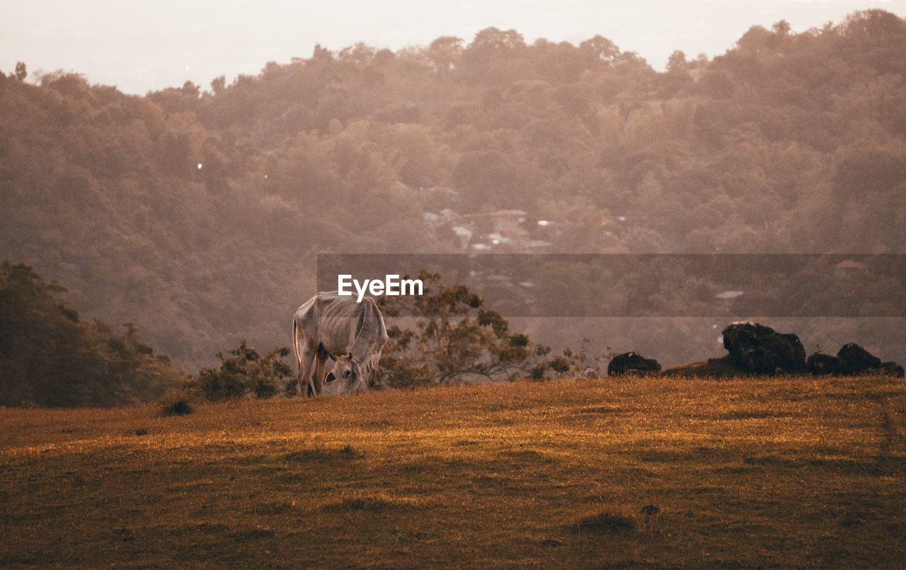 Sheep grazing on field against sky