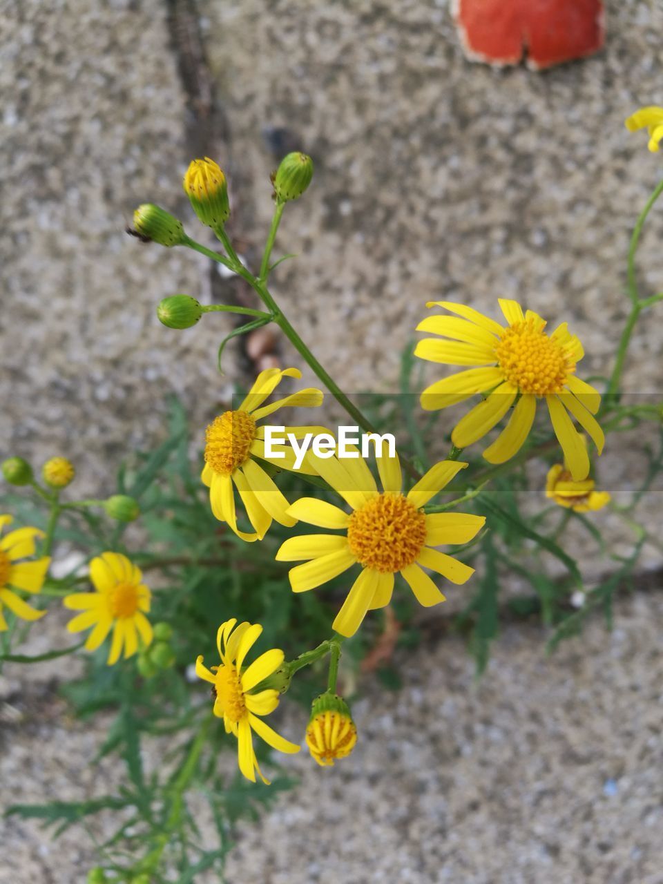 CLOSE-UP OF YELLOW FLOWERS BLOOMING