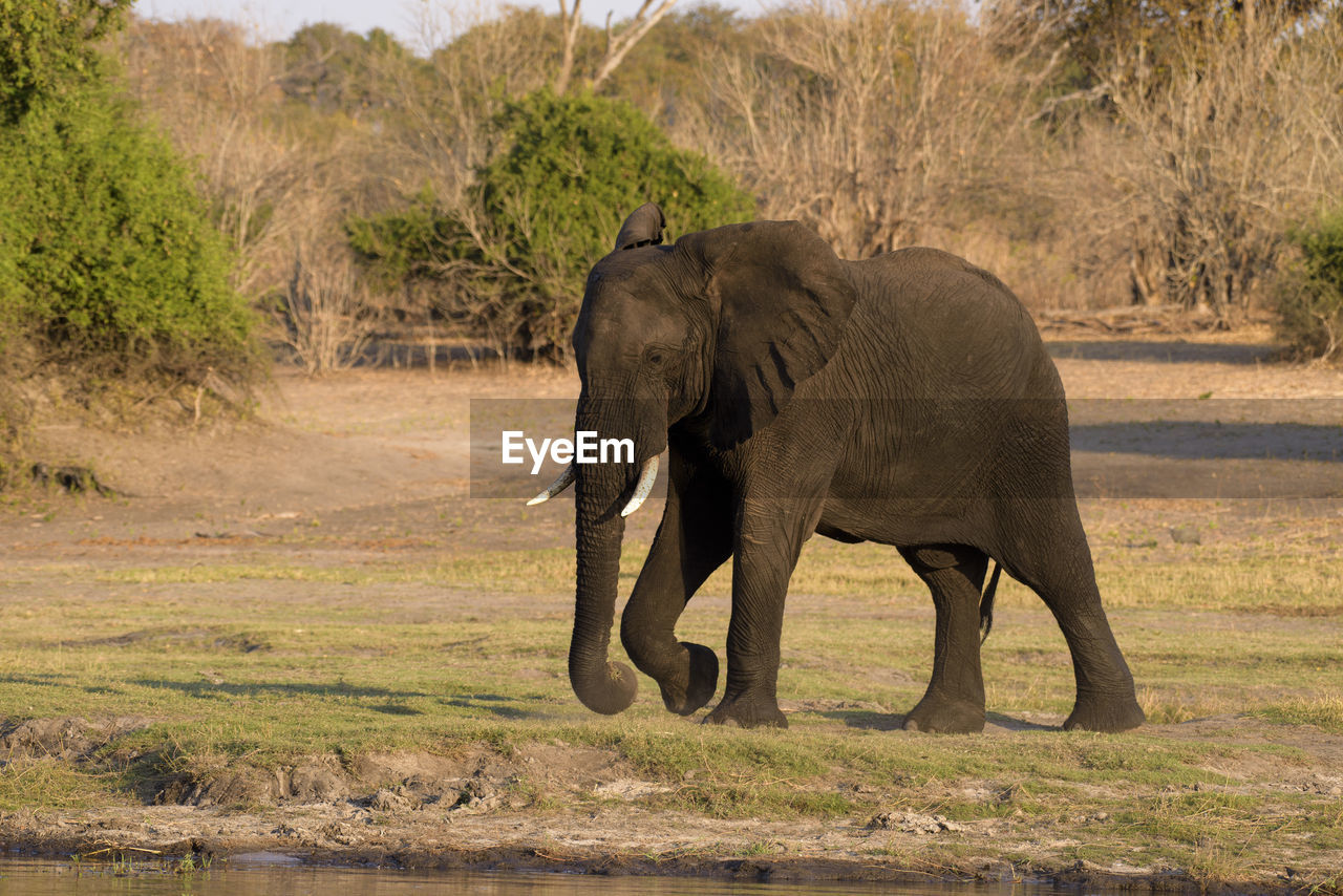 side view of elephant on field