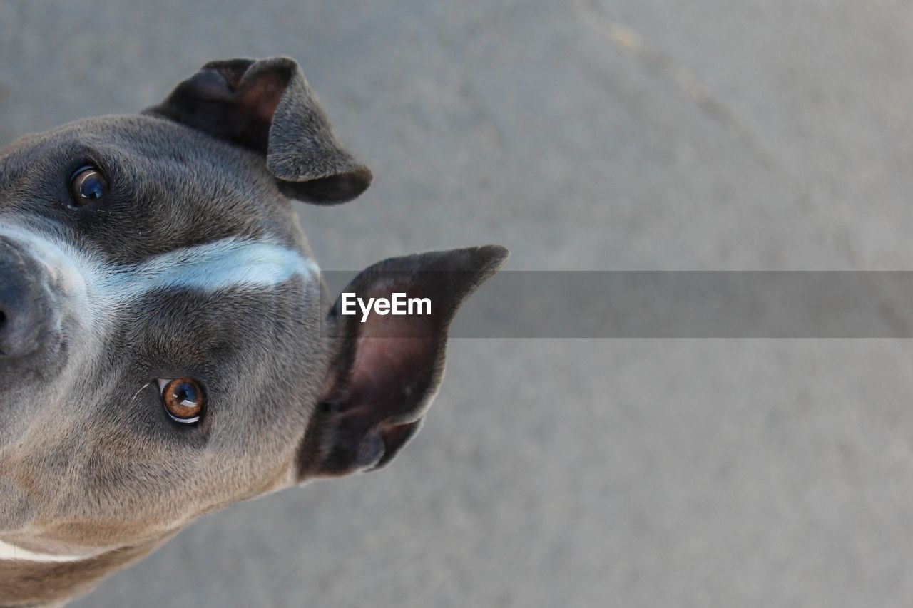 High angle portrait of pit bull on street