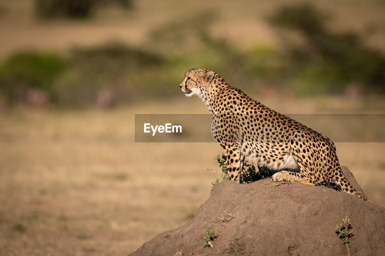 Cheetah sitting on rock in zoo