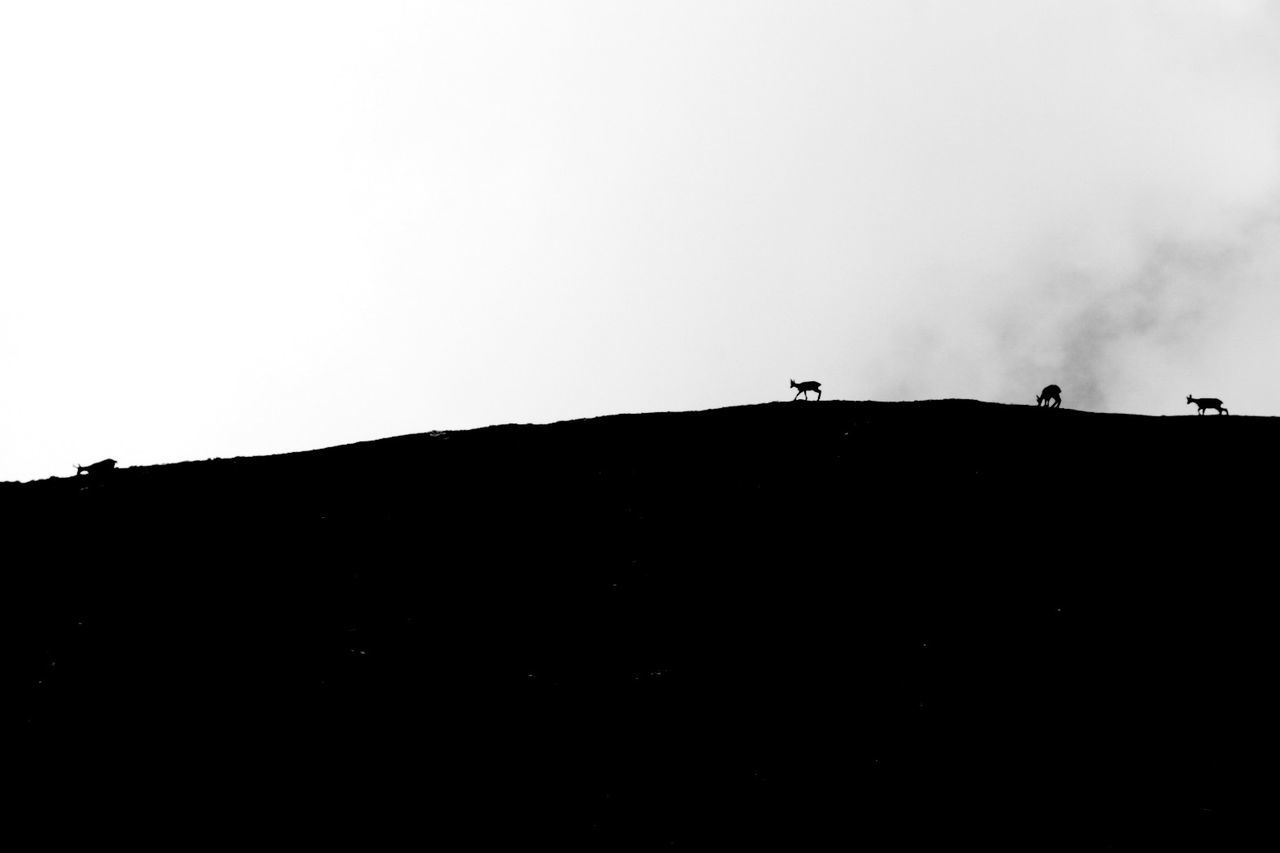 SILHOUETTE OF TREE AGAINST CLEAR SKY