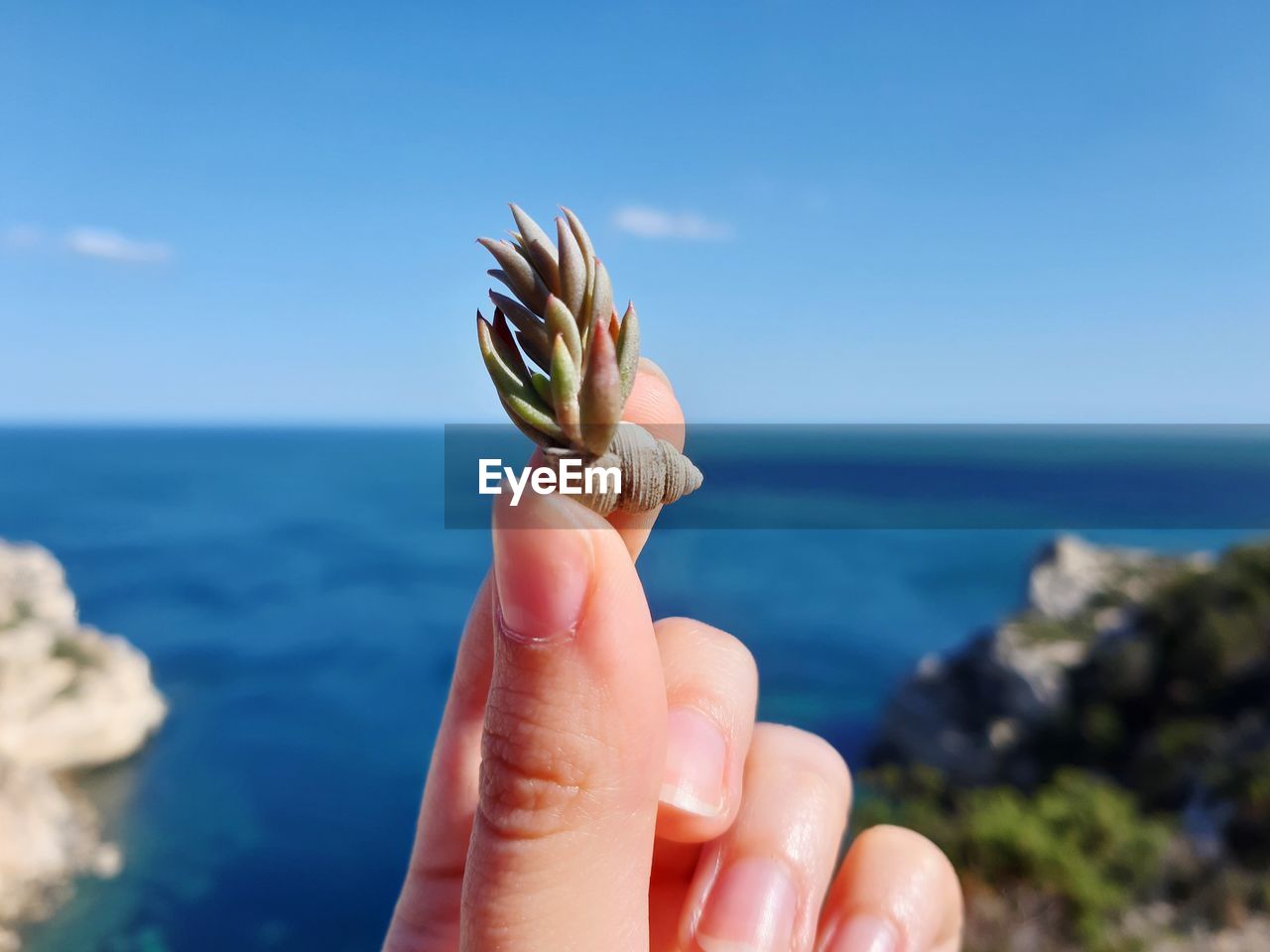 Cropped hand holding plant against sea