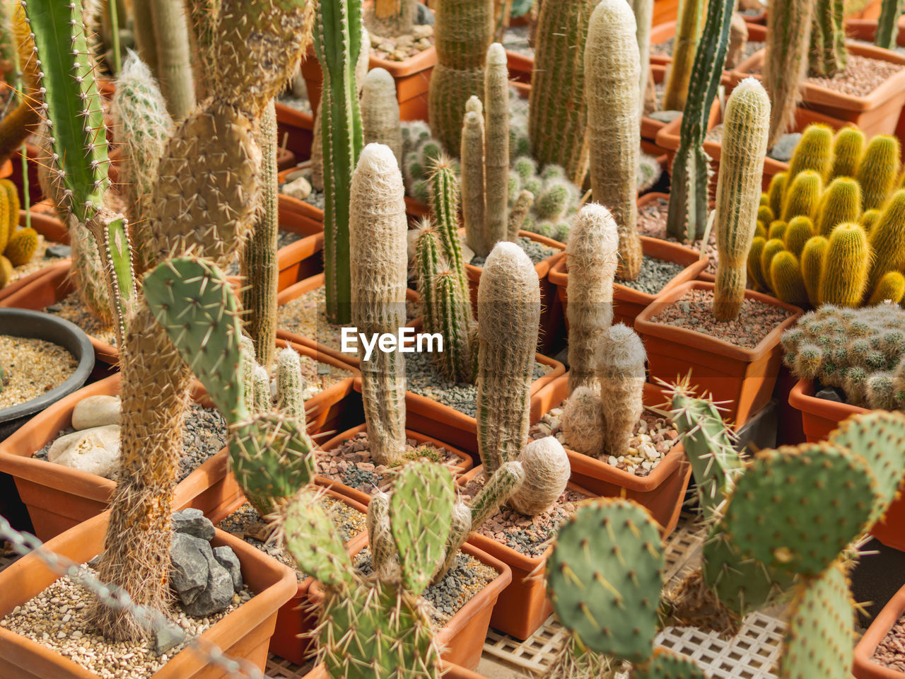 cactus, succulent plant, plant, growth, thorn, no people, nature, day, spiked, flower, green, beauty in nature, outdoors, retail, variation, potted plant, market, large group of objects, san pedro cactus, abundance, nopal, full frame, high angle view, food and drink, prickly pear cactus, backgrounds, for sale, barrel cactus, food, small business