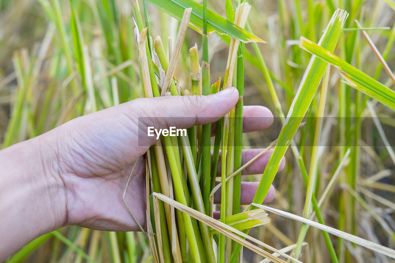 CROPPED HAND HOLDING PLANT IN FIELD