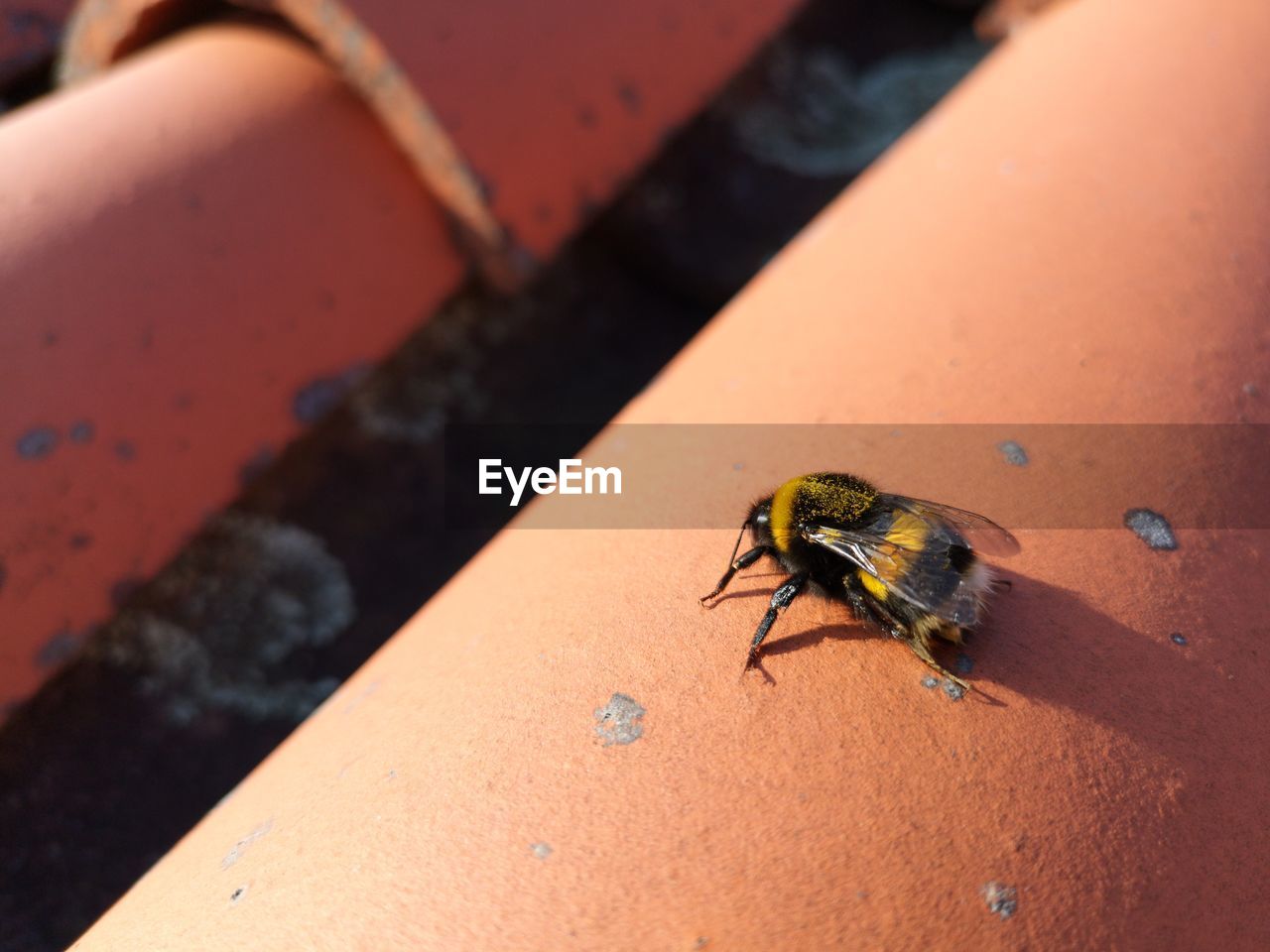 High angle view of bee on person