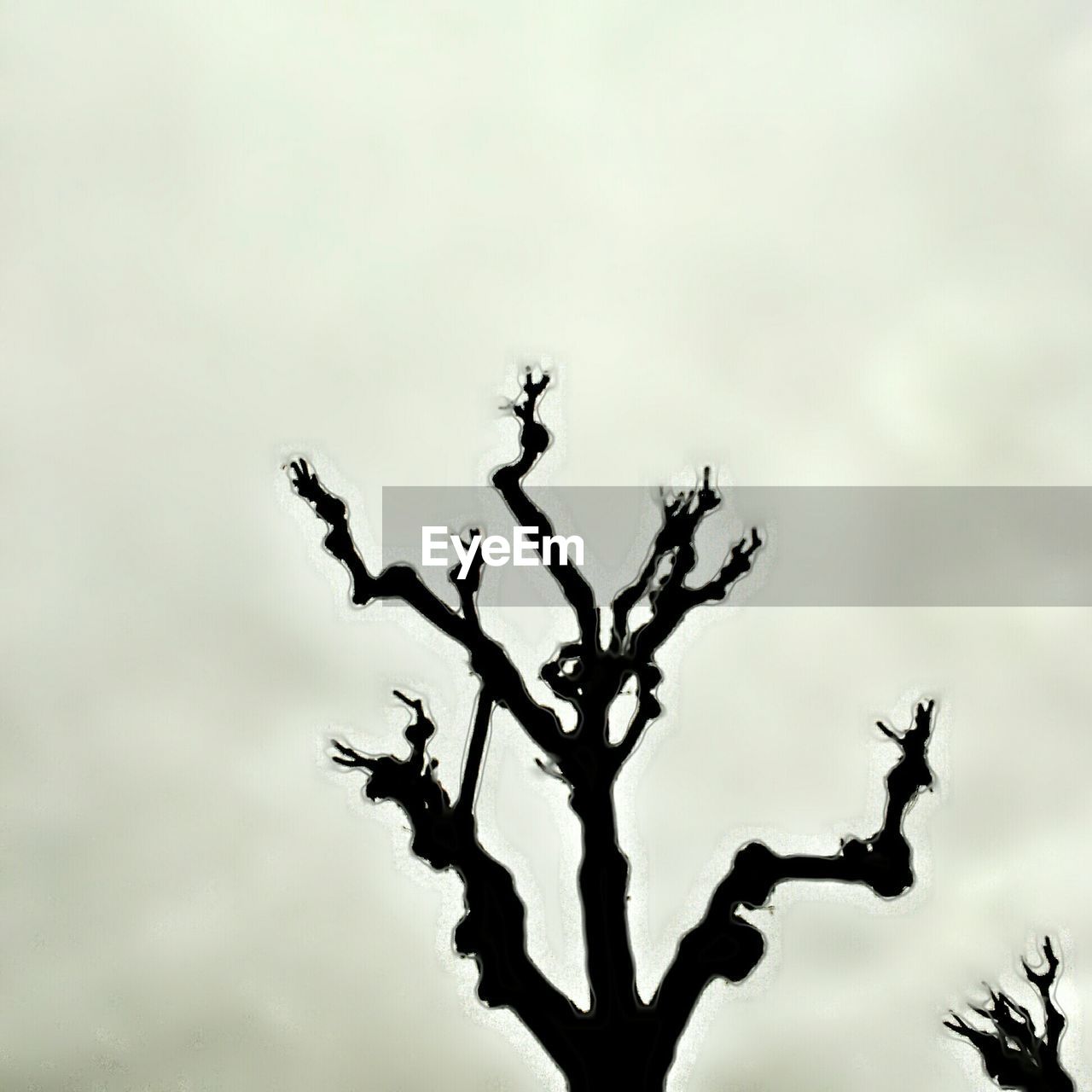 LOW ANGLE VIEW OF BIRDS ON BARE TREE AGAINST SKY