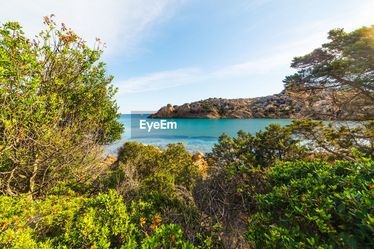 SCENIC VIEW OF SEA AGAINST TREES