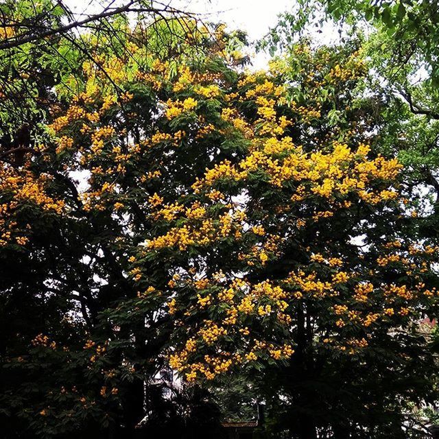 LOW ANGLE VIEW OF TREES