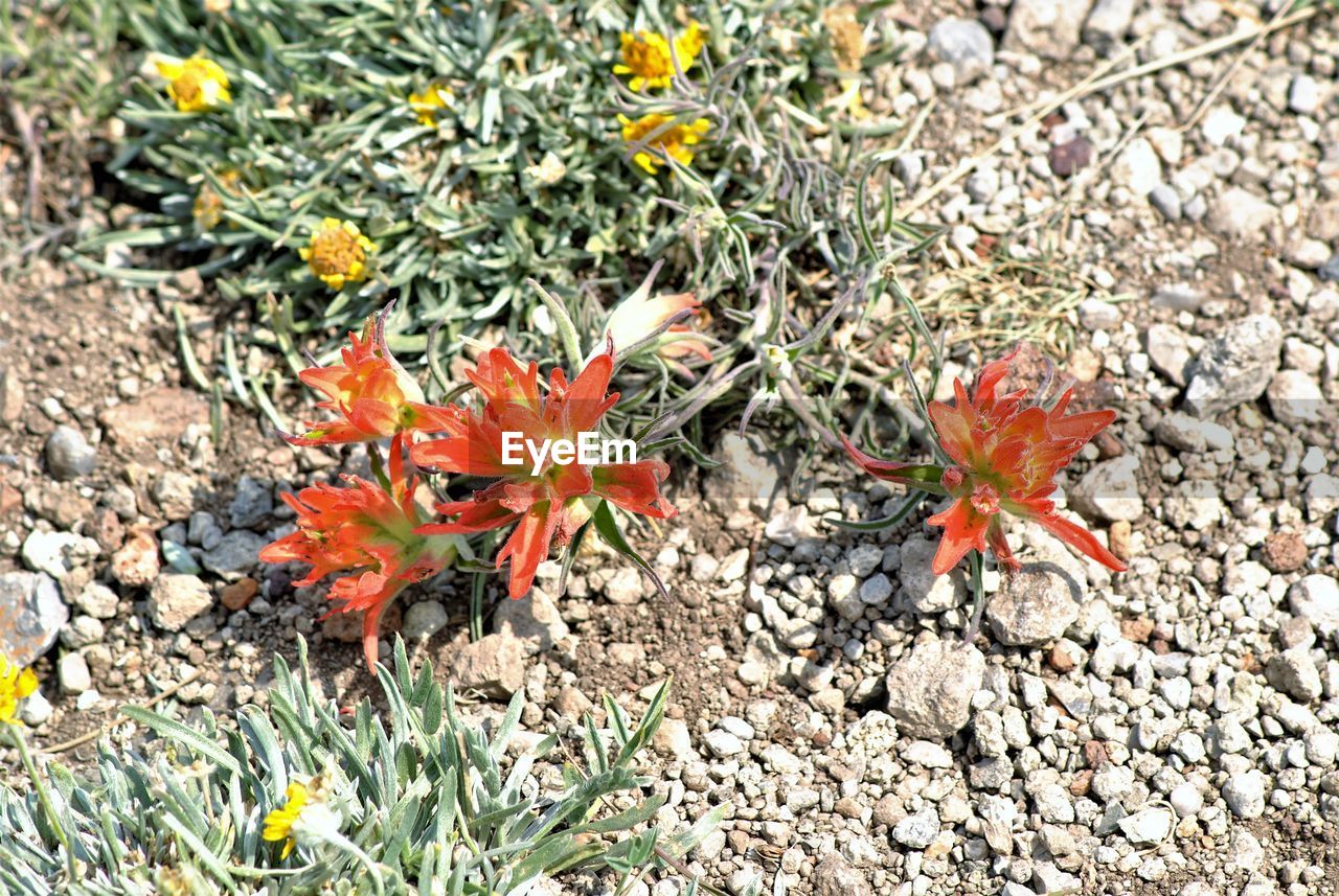 HIGH ANGLE VIEW OF ORANGE FLOWER ON FIELD