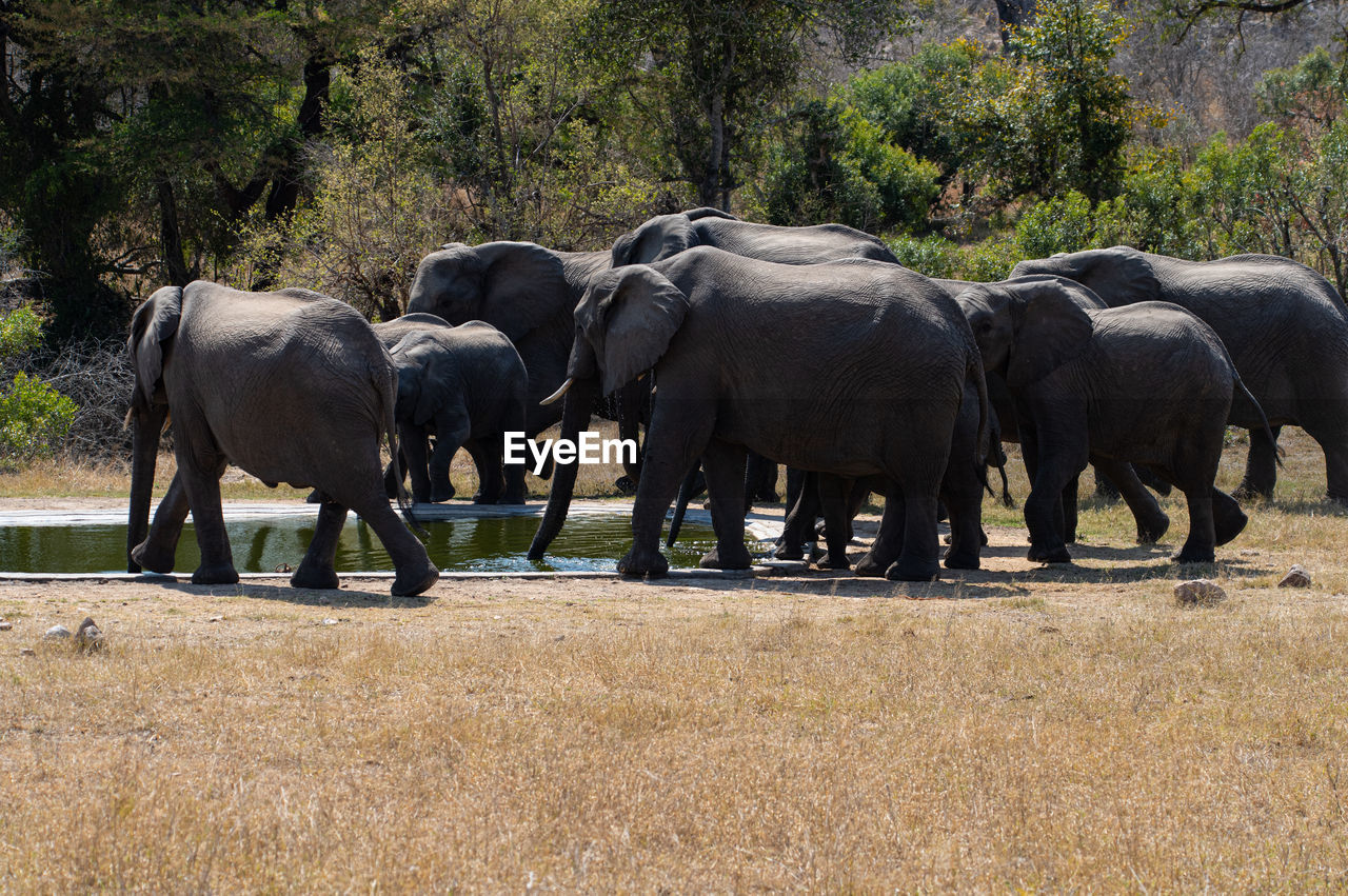 animal themes, animal, indian elephant, animal wildlife, mammal, group of animals, elephant, wildlife, plant, nature, no people, african elephant, safari, tree, adventure, herd, day, outdoors, environment, medium group of animals, land, animal family, tourism, walking, young animal