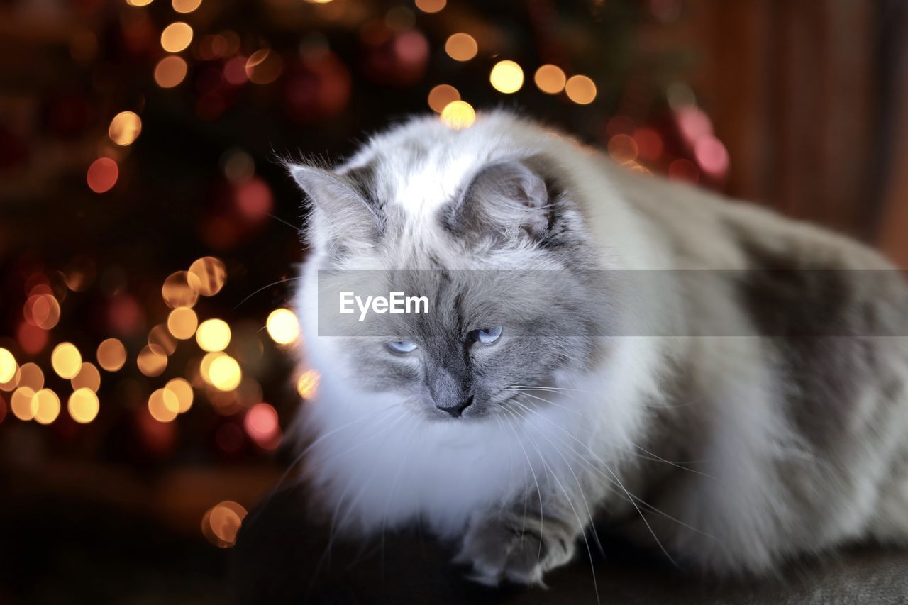 cat, mammal, animal, pet, animal themes, domestic animals, one animal, christmas, celebration, tree, holiday, illuminated, whiskers, domestic cat, felidae, decoration, christmas lights, christmas tree, christmas decoration, cute, himalayan, portrait, feline, small to medium-sized cats, no people, plant, indoors, home interior, animal body part, lying down, night, young animal, focus on foreground, looking at camera, animal hair, nature, emotion, eye, relaxation, sitting, looking, defocused, animal head, surprise, carnivore