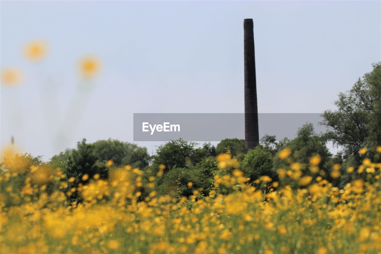 Yellow flowers growing against clear sky