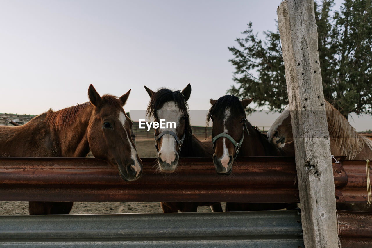 Horses standing in ranch against clear sky