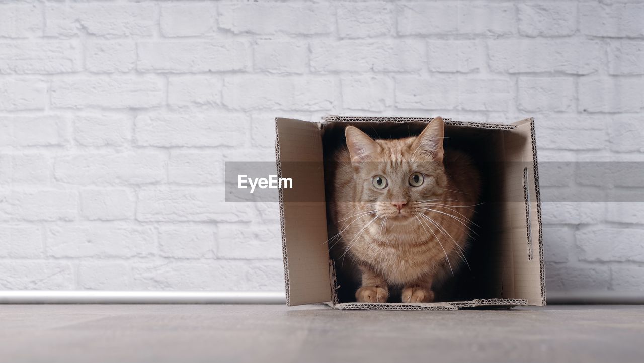 Portrait of cat relaxing in cardboard box against wall