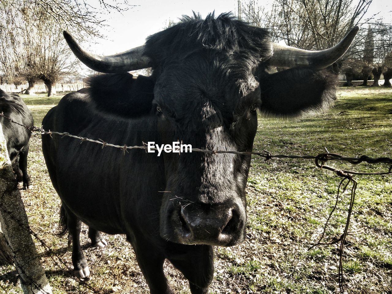 Close-up of a bull's face 