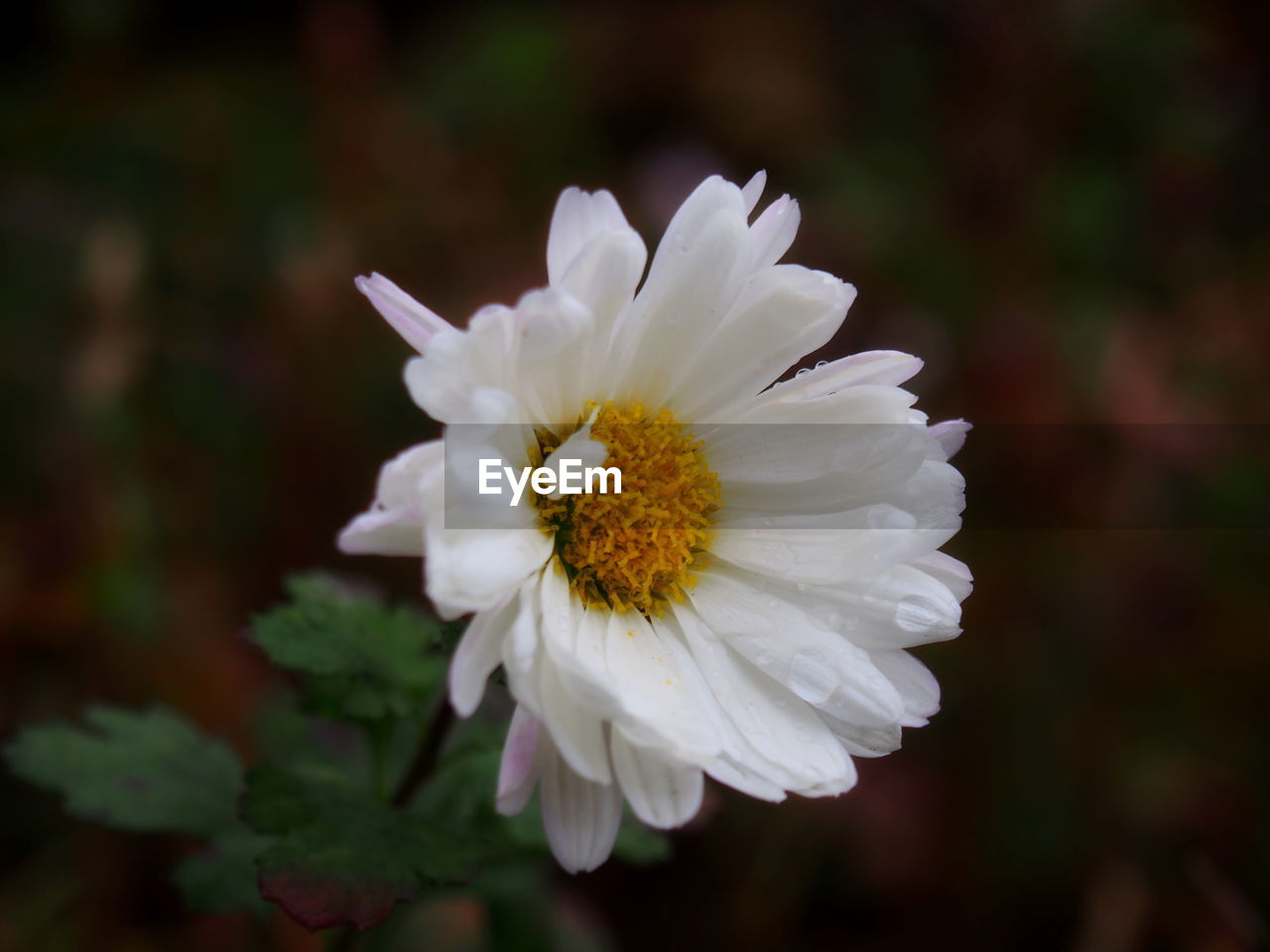 Close-up of white flower blooming outdoors