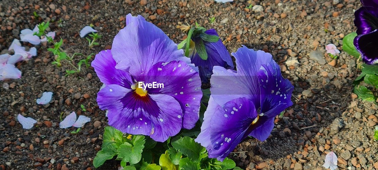 flower, flowering plant, plant, freshness, purple, beauty in nature, petal, nature, fragility, growth, inflorescence, flower head, high angle view, land, close-up, field, day, iris, no people, wildflower, outdoors, crocus, leaf, plant part, pansy