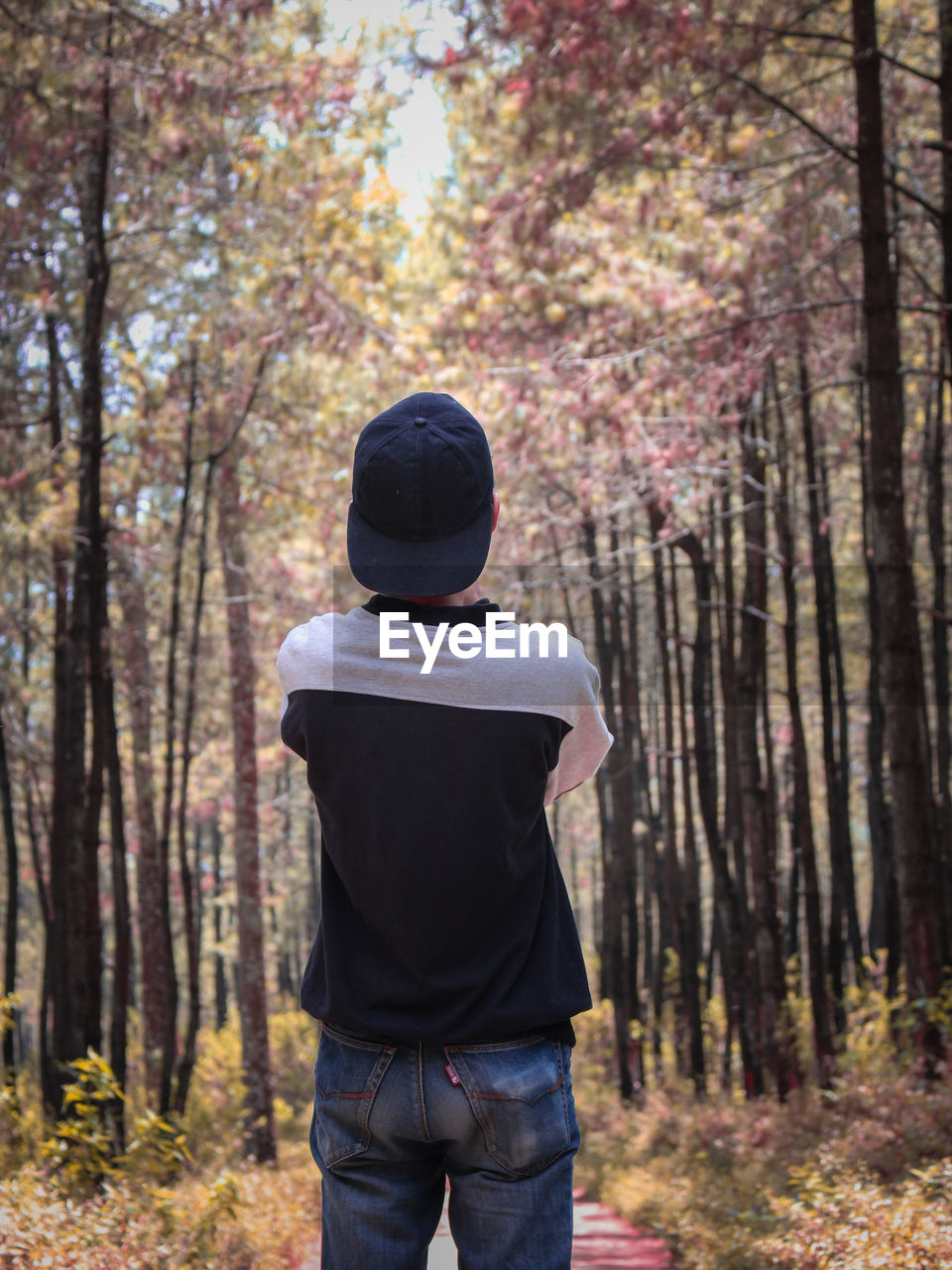 Rear view of man standing by trees in forest