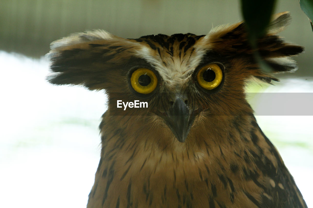 CLOSE-UP PORTRAIT OF A OWL