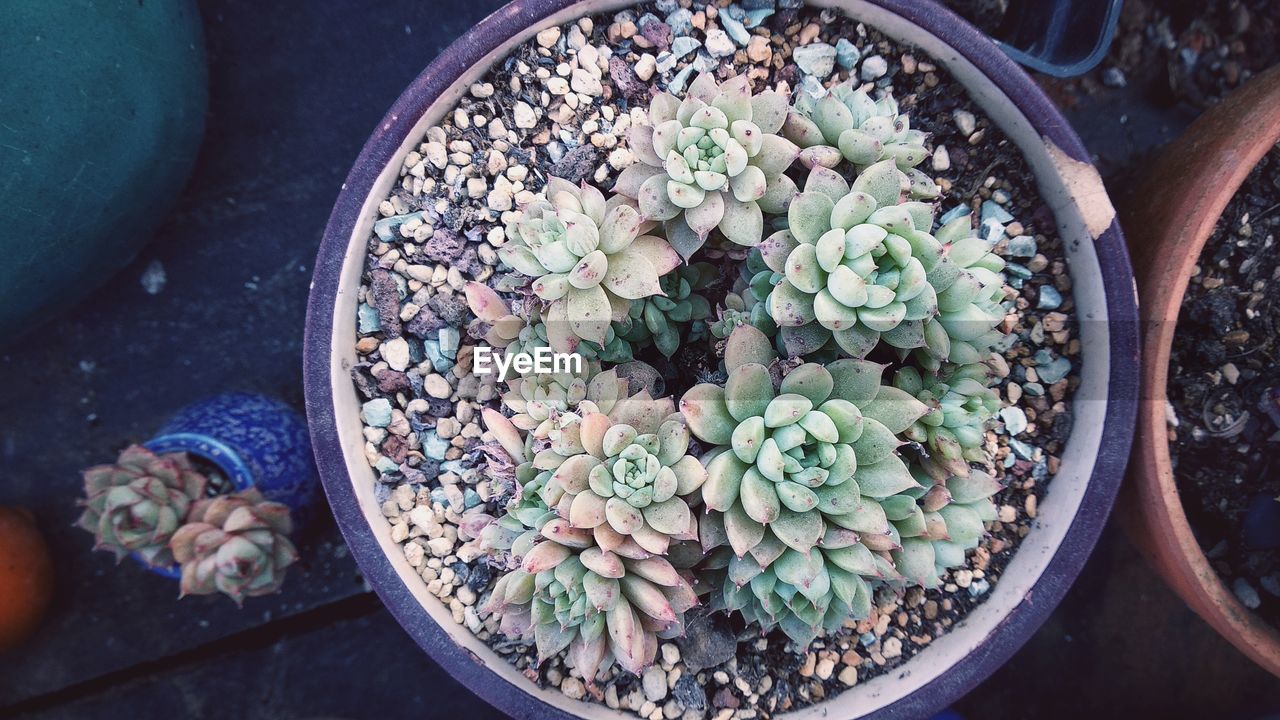 High angle view of succulent plants