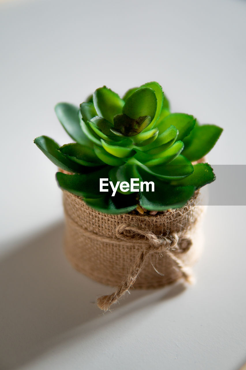 CLOSE-UP OF SUCCULENT PLANT ON TABLE