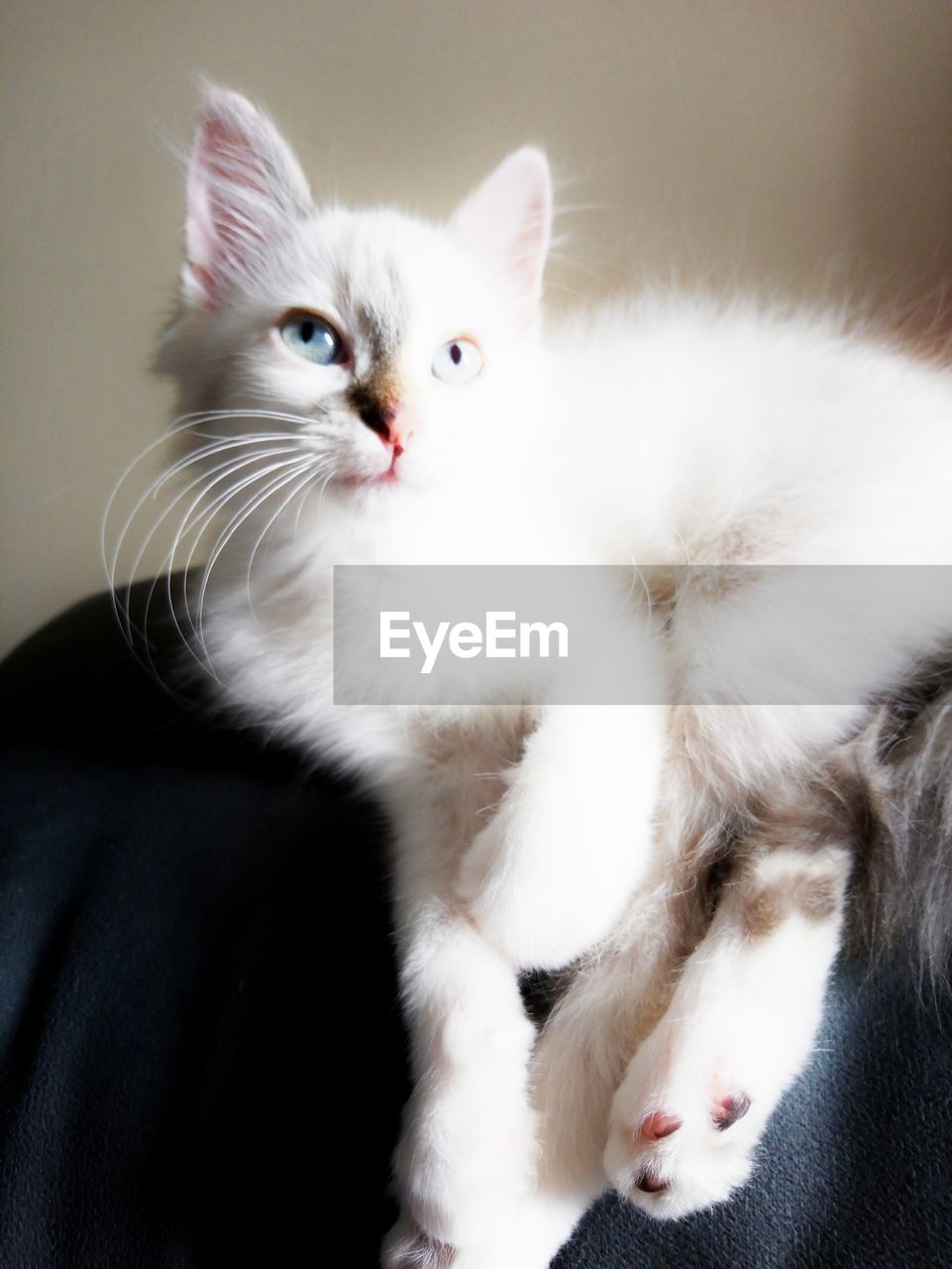 CLOSE-UP PORTRAIT OF WHITE CAT